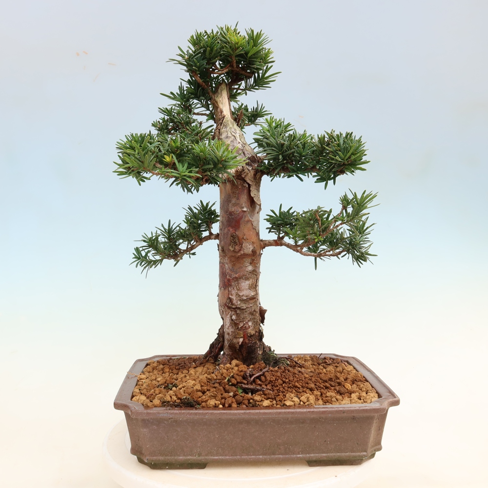 Venkovní bonsai - Taxus cuspidata  - Tis japonský