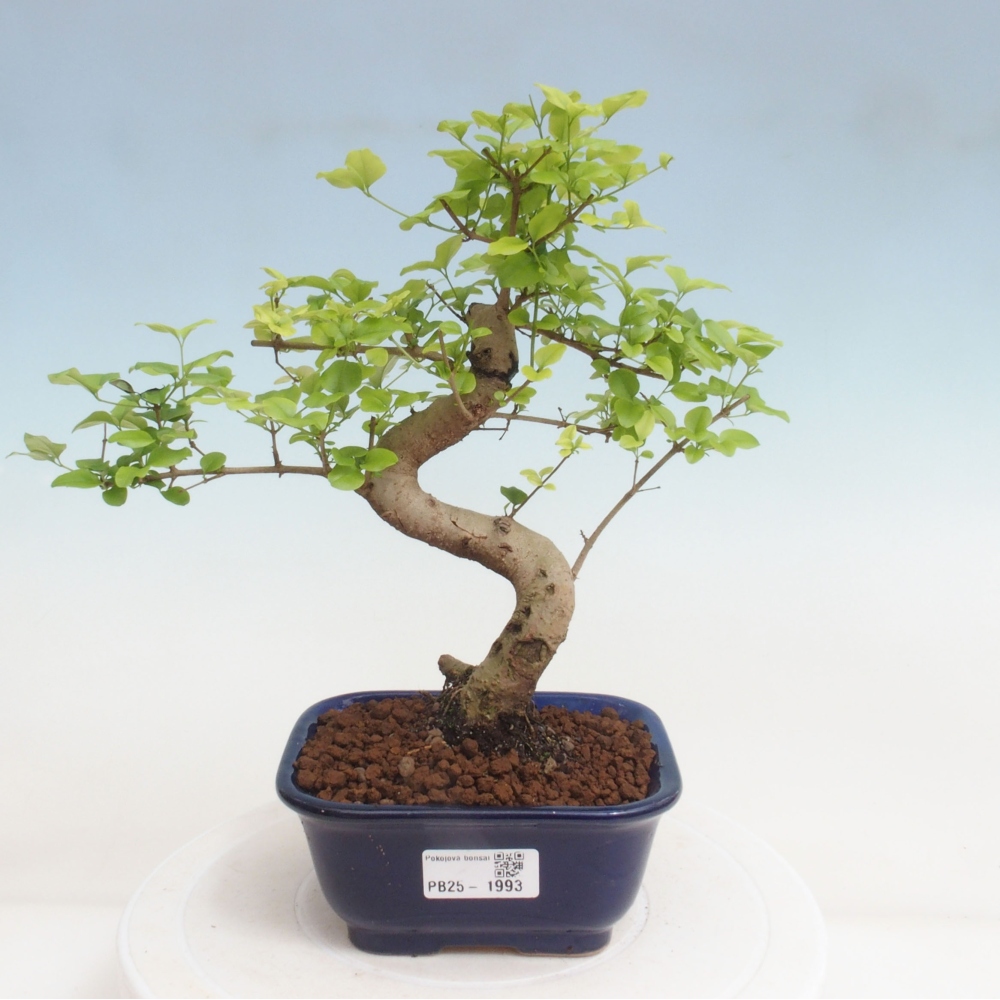 Pokojová bonsai -Ligustrum chinensis - Ptačí zob