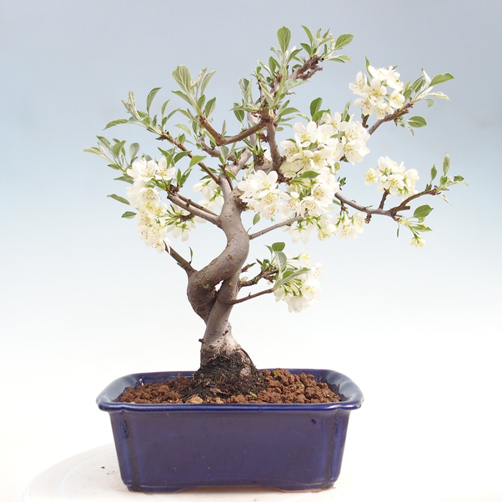 Venkovní bonsai - Malus sargentii -  Maloplodá jabloň