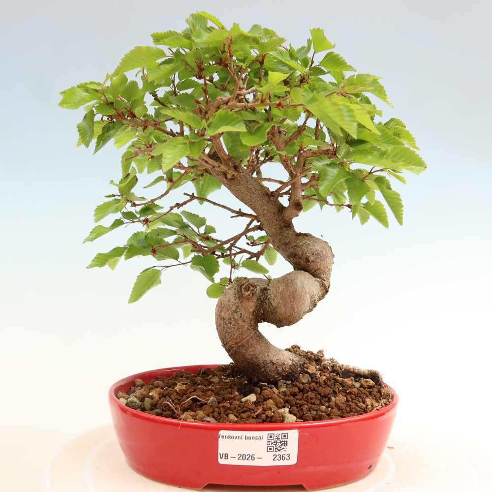 Venkovní bonsai -Carpinus coreana - Habr korejský