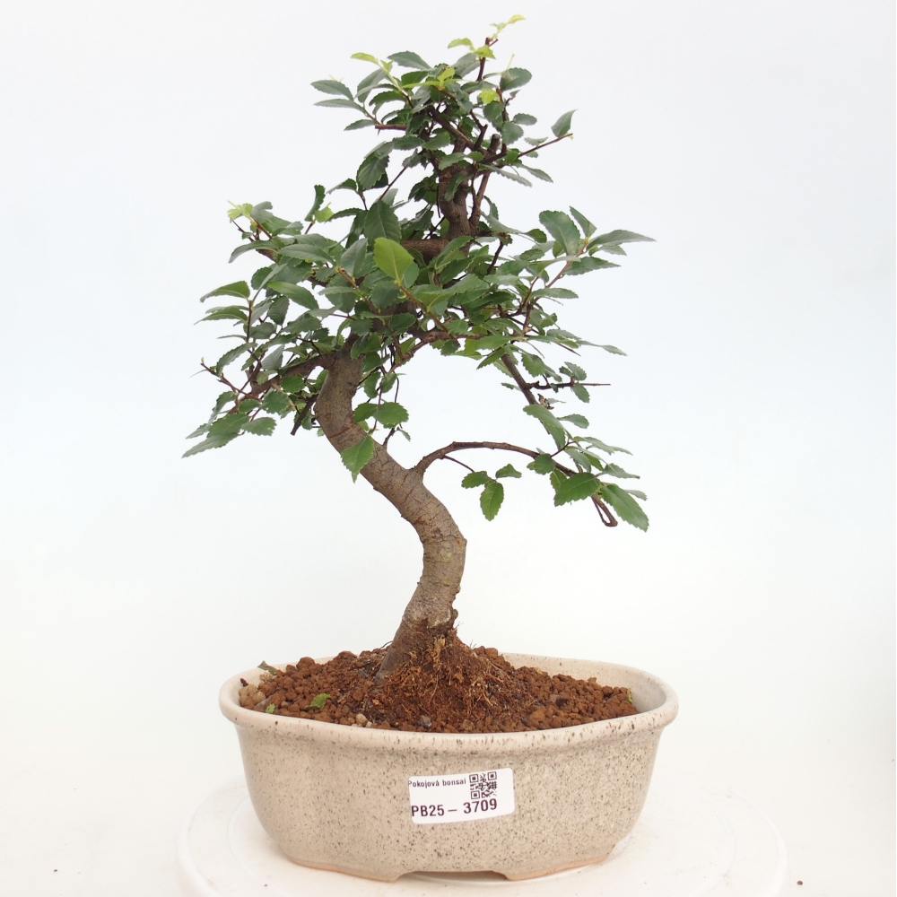 Pokojová bonsai - Ulmus parvifolia - Malolistý jilm