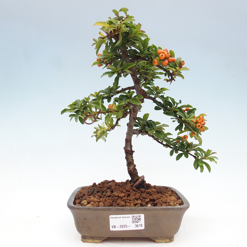 Venkovní bonsai-Pyracanta Teton -Hlohyně