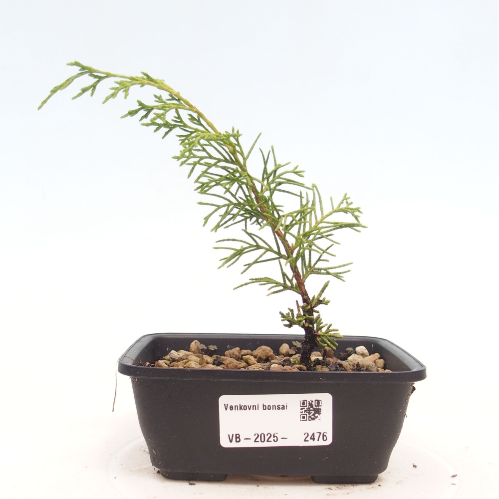 Venkovní bonsai - Juniperus chinensis Itoigawa -Jalovec čínský