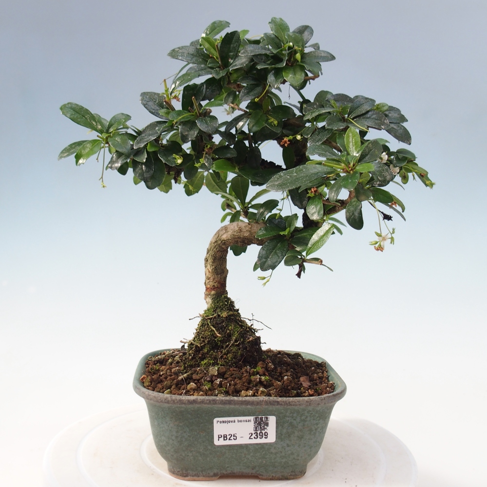 Pokojová bonsai - Carmona macrophylla - Čaj fuki