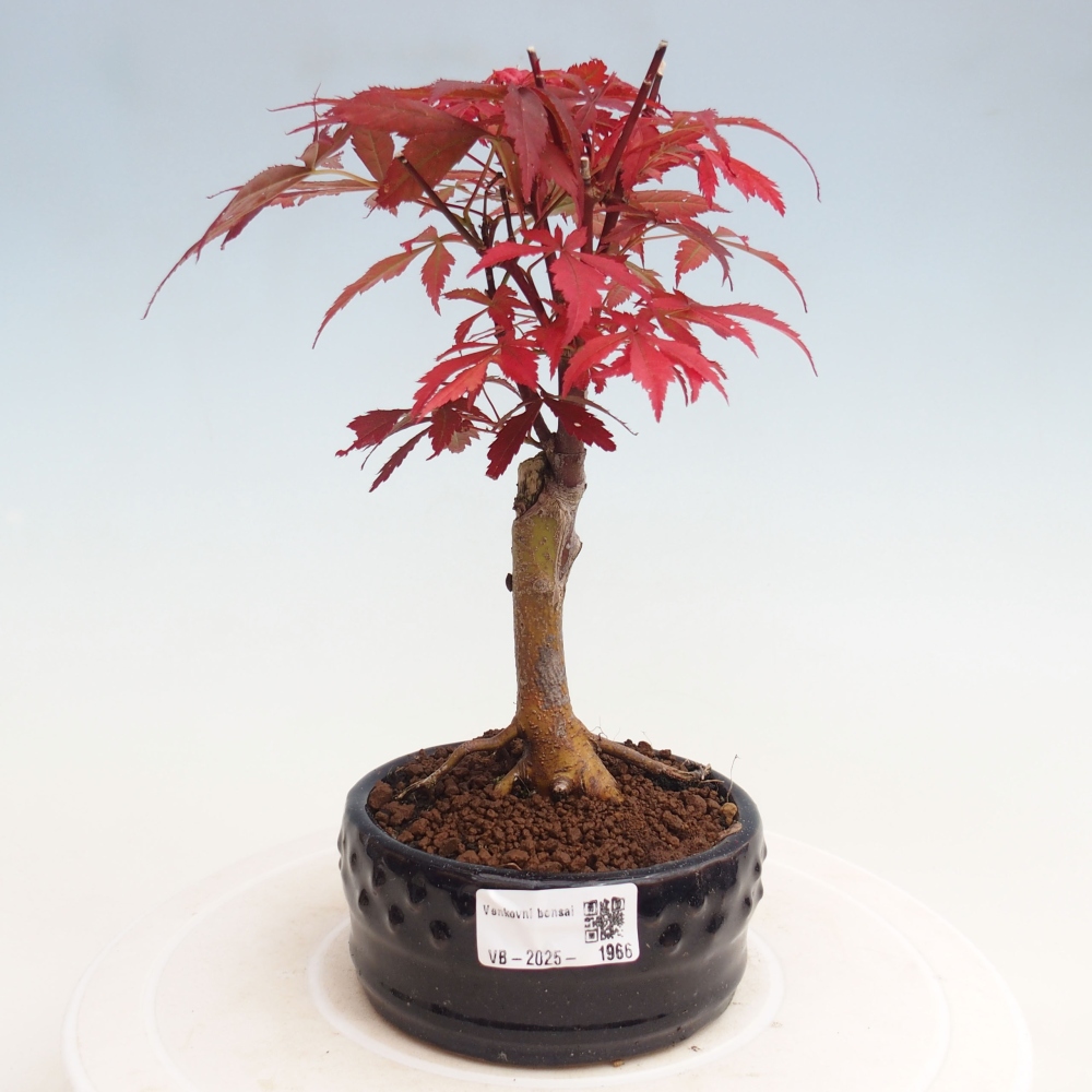 Venkovní bonsai - Acer palm. Atropurpureum-Javor dlanitolistý