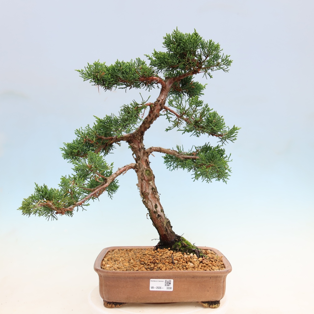 Venkovní bonsai - Juniperus chinensis Kishu -Jalovec čínský
