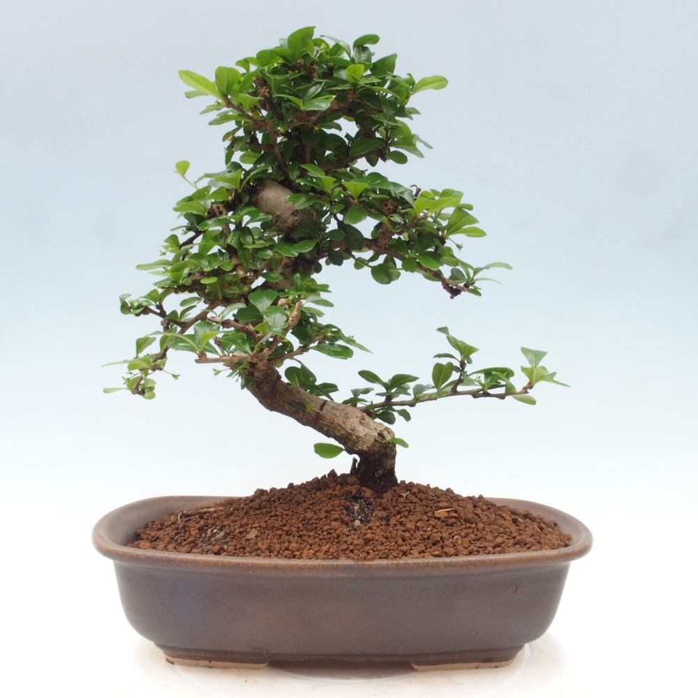 Pokojová bonsai - Carmona macrophylla - Čaj fuki