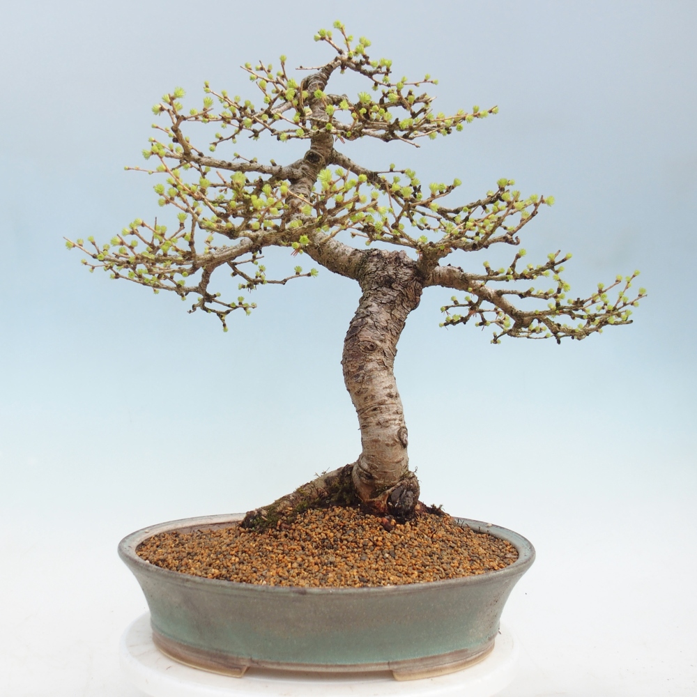 Venkovní bonsai -Larix decidua - Modřín opadavý 