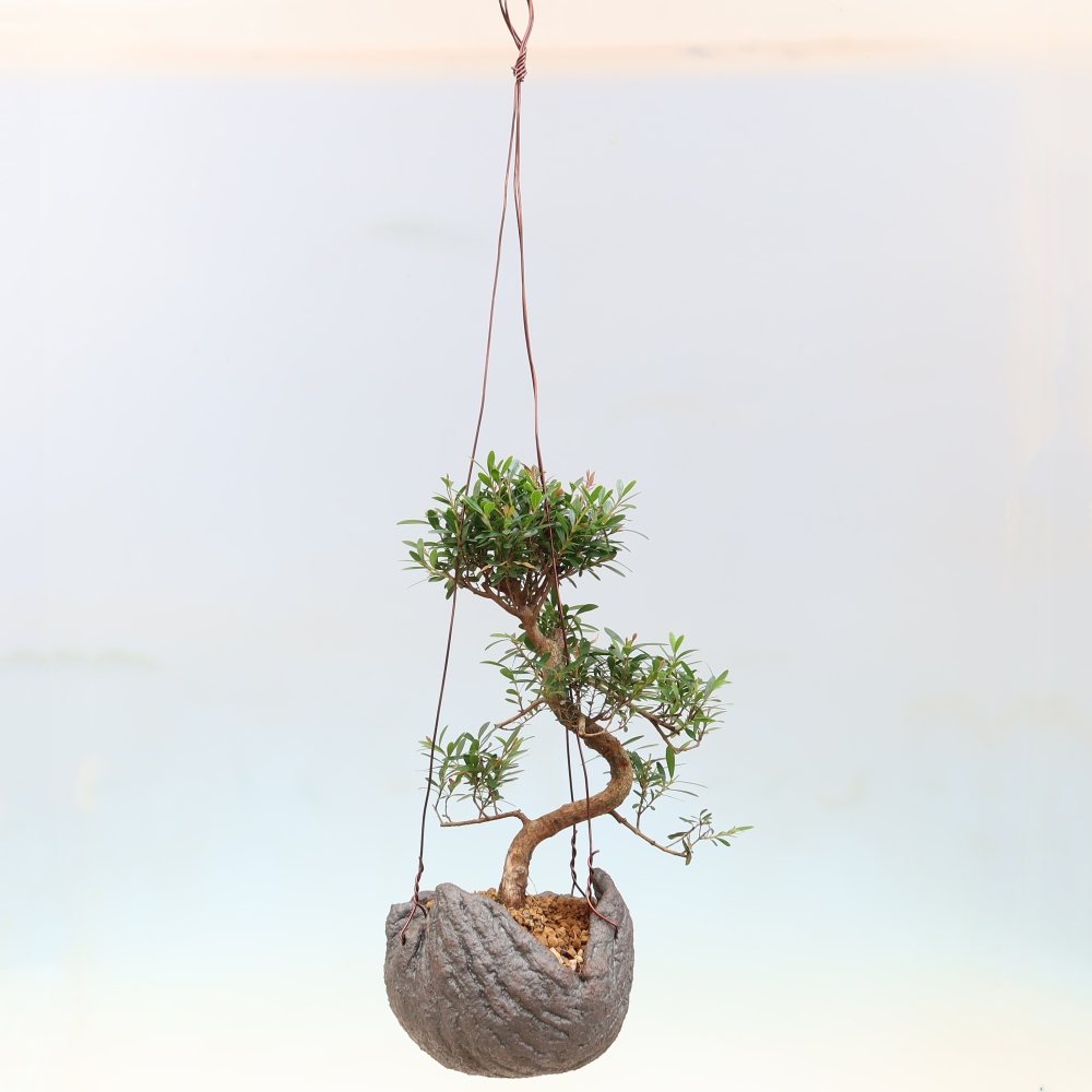 Kokedama v keramice -Syzygium - Pimentovník