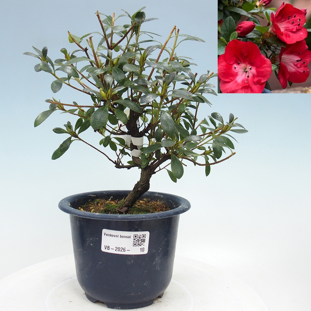 Venkovní bonsai - Japonská azalka - Azalea Benibeni