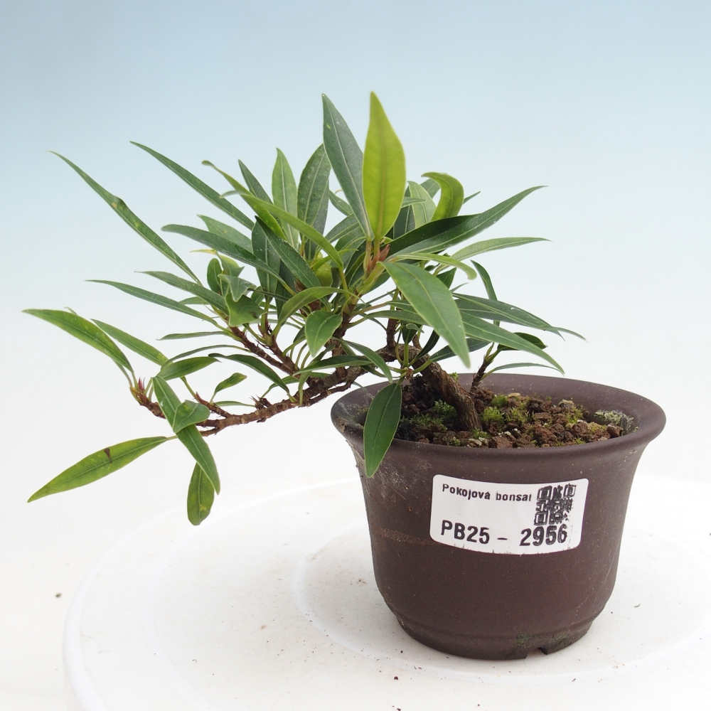 Pokojová bonsai - Ficus nerifolia -  malolistý fíkus