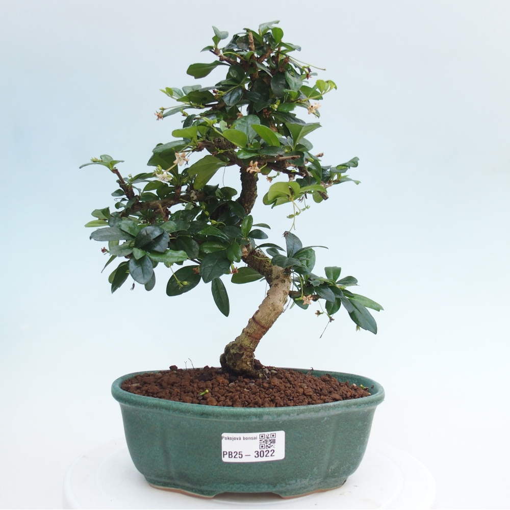 Pokojová bonsai - Carmona macrophylla - Čaj fuki