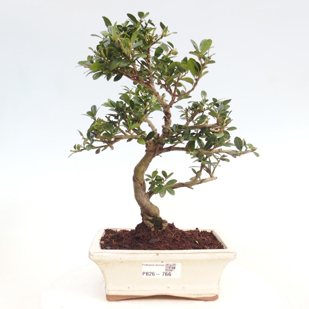 Pokojová bonsai - Ilex crenata - Cesmína