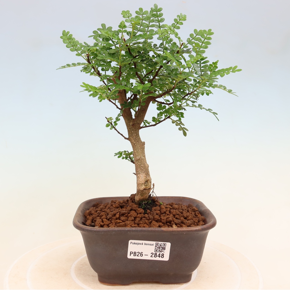 Pokojová bonsai - Zantoxylum piperitum - Pepřovník