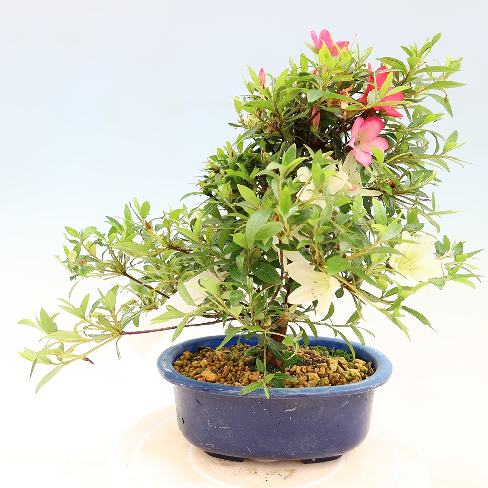 Venkovní bonsai - Japonská azalka - Azalea Suigootome