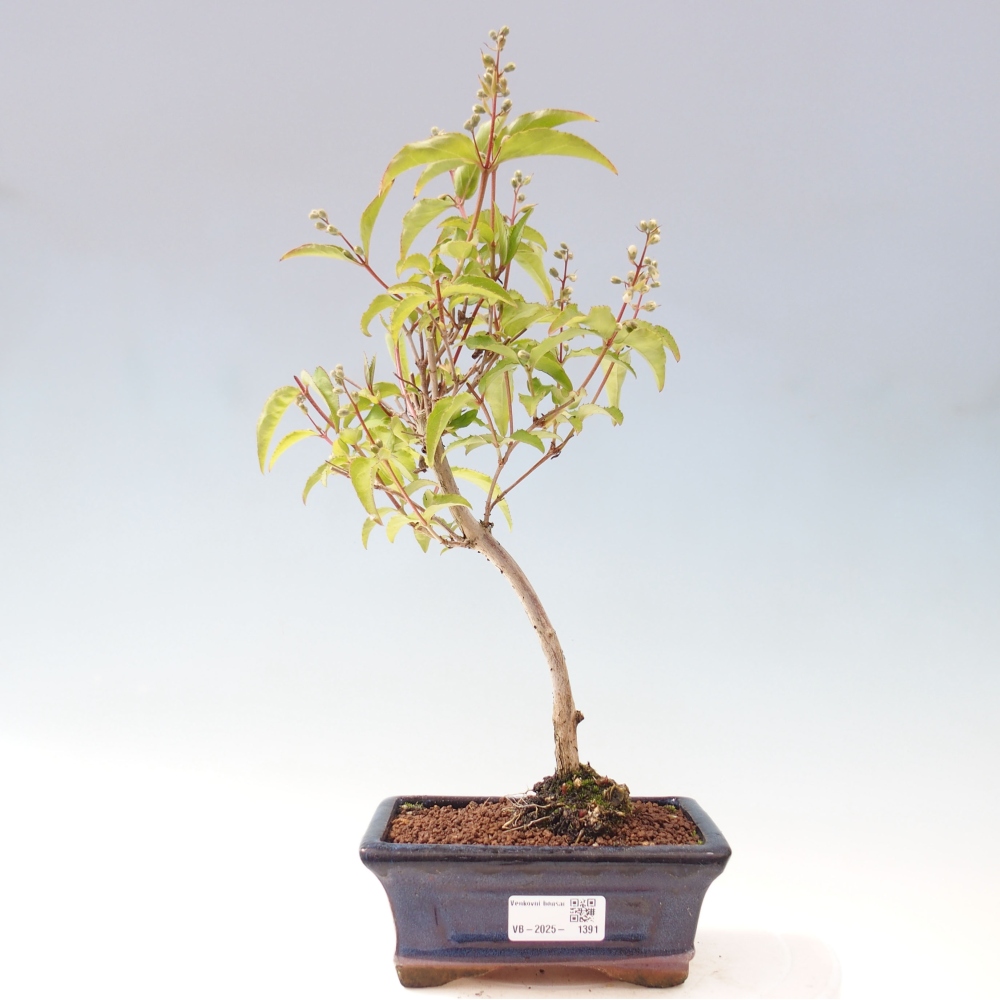 Venkovní bonsai - Deutzia scabra Candidissima - Trojpuk