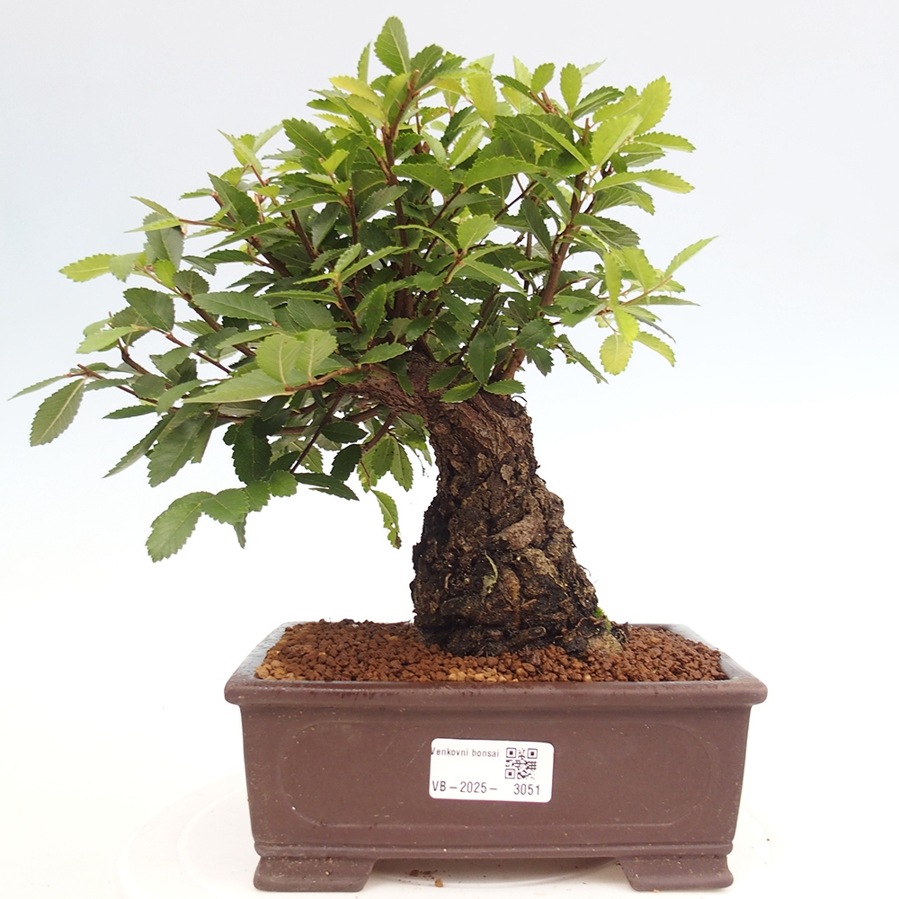Venkovní bonsai - Zelkova - Zelkova serrata
