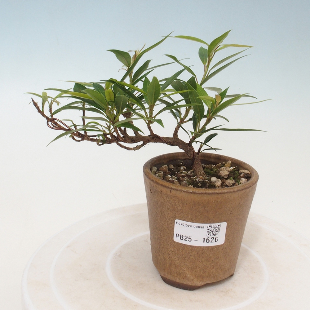 Pokojová bonsai - Ficus nerifolia -  malolistý fíkus