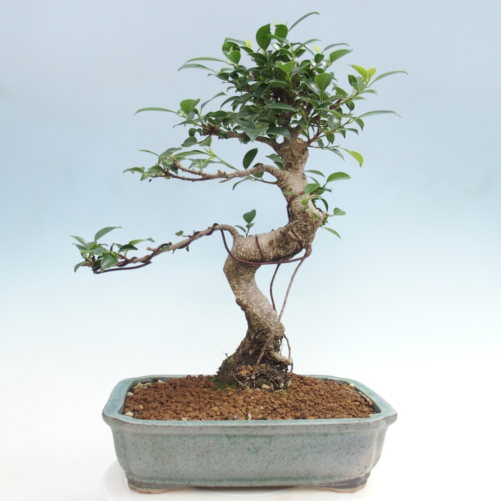 Pokojová bonsai - Ficus kimmen -  malolistý fíkus