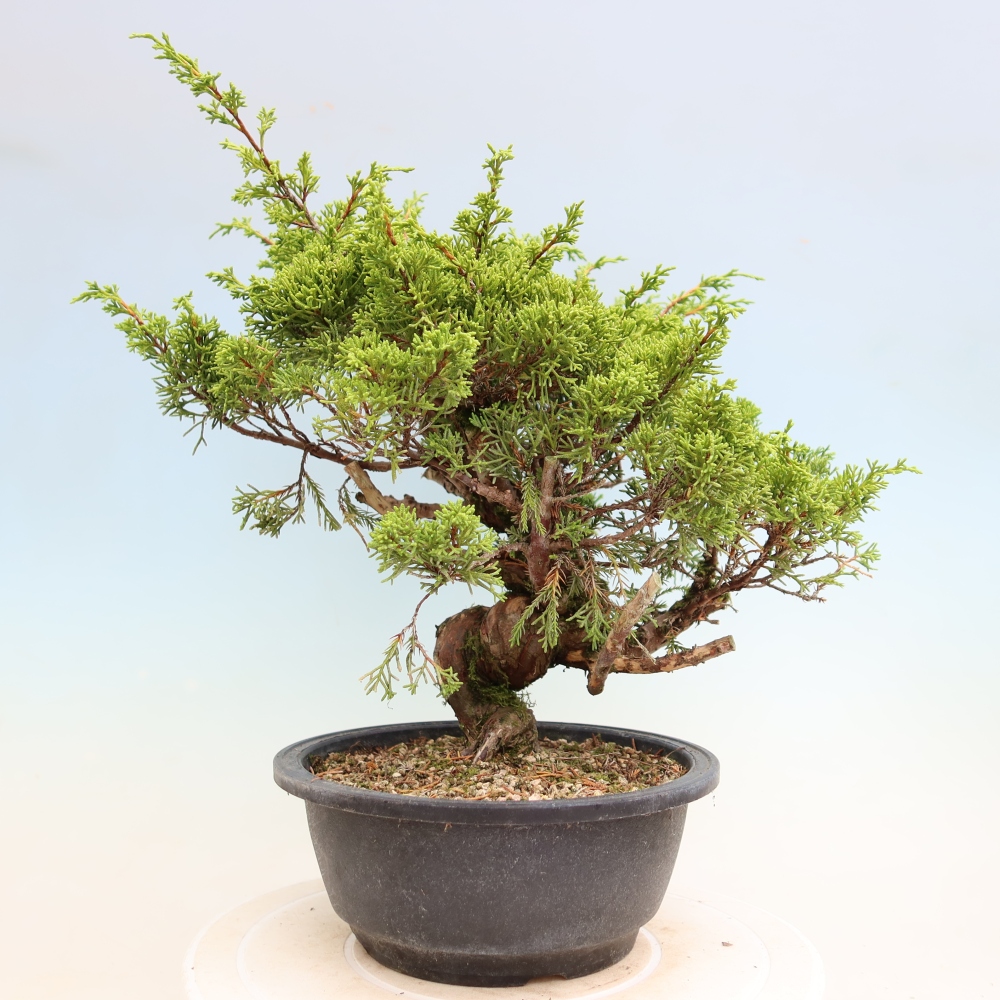 Venkovní bonsai - Juniperus chinensis Itoigawa-Jalovec čínský