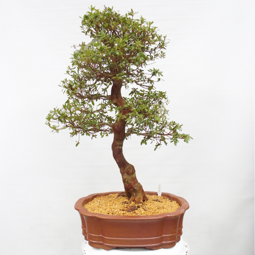 Venkovní bonsai - Japonská azalka - Azalea Sayaka