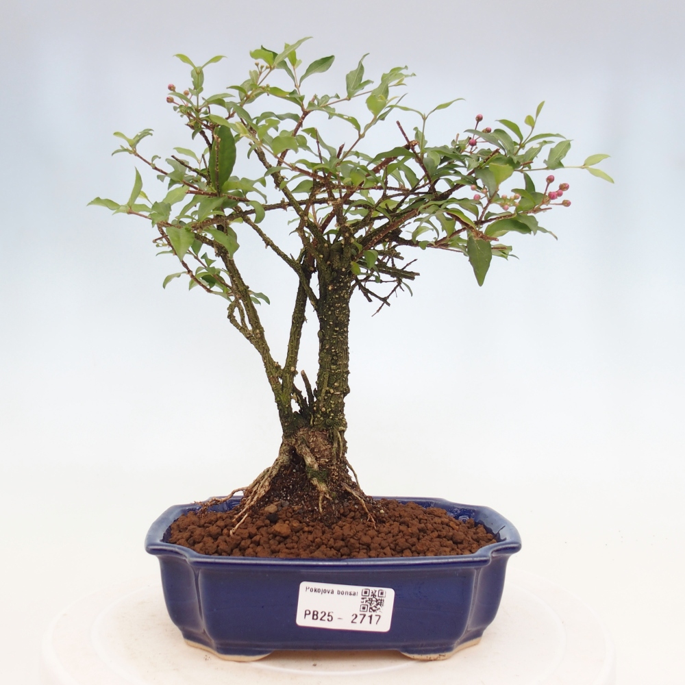 Pokojová bonsai - Malpighia coccigera- Barbdorská třešeň