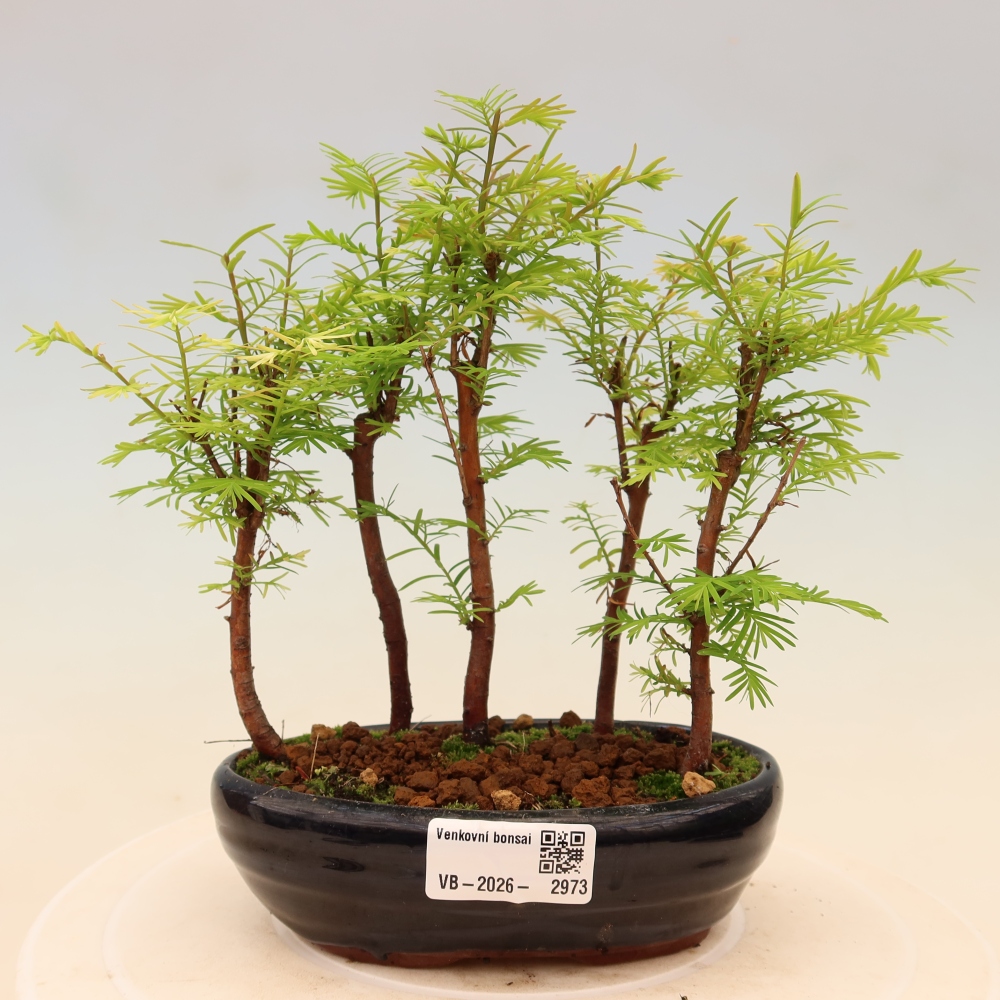 Venkovní bonsai - Metasequoia glyptostroboides - Metasekvoje čínská - lesík