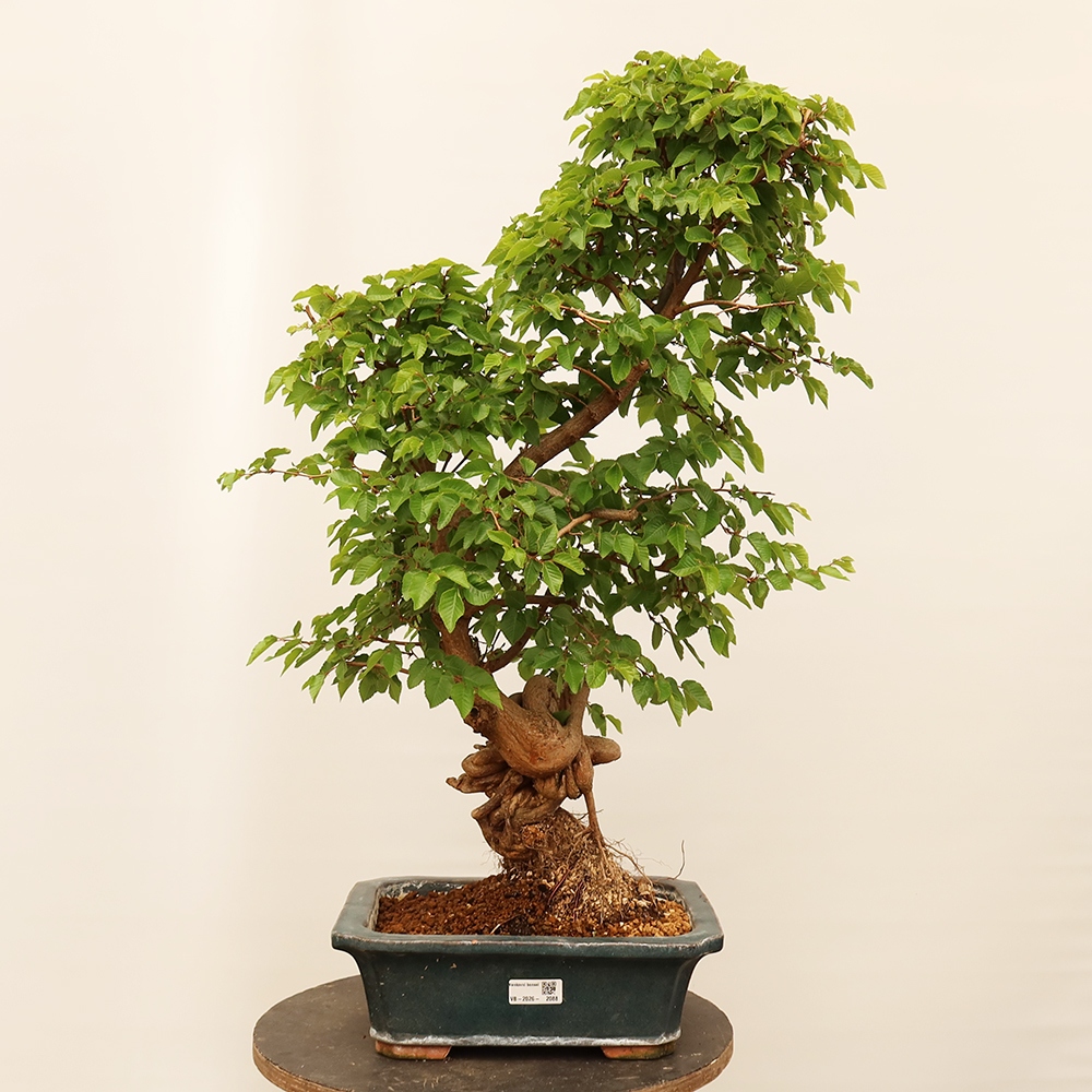Venkovní bonsai -Carpinus Coreana - Habr korejský