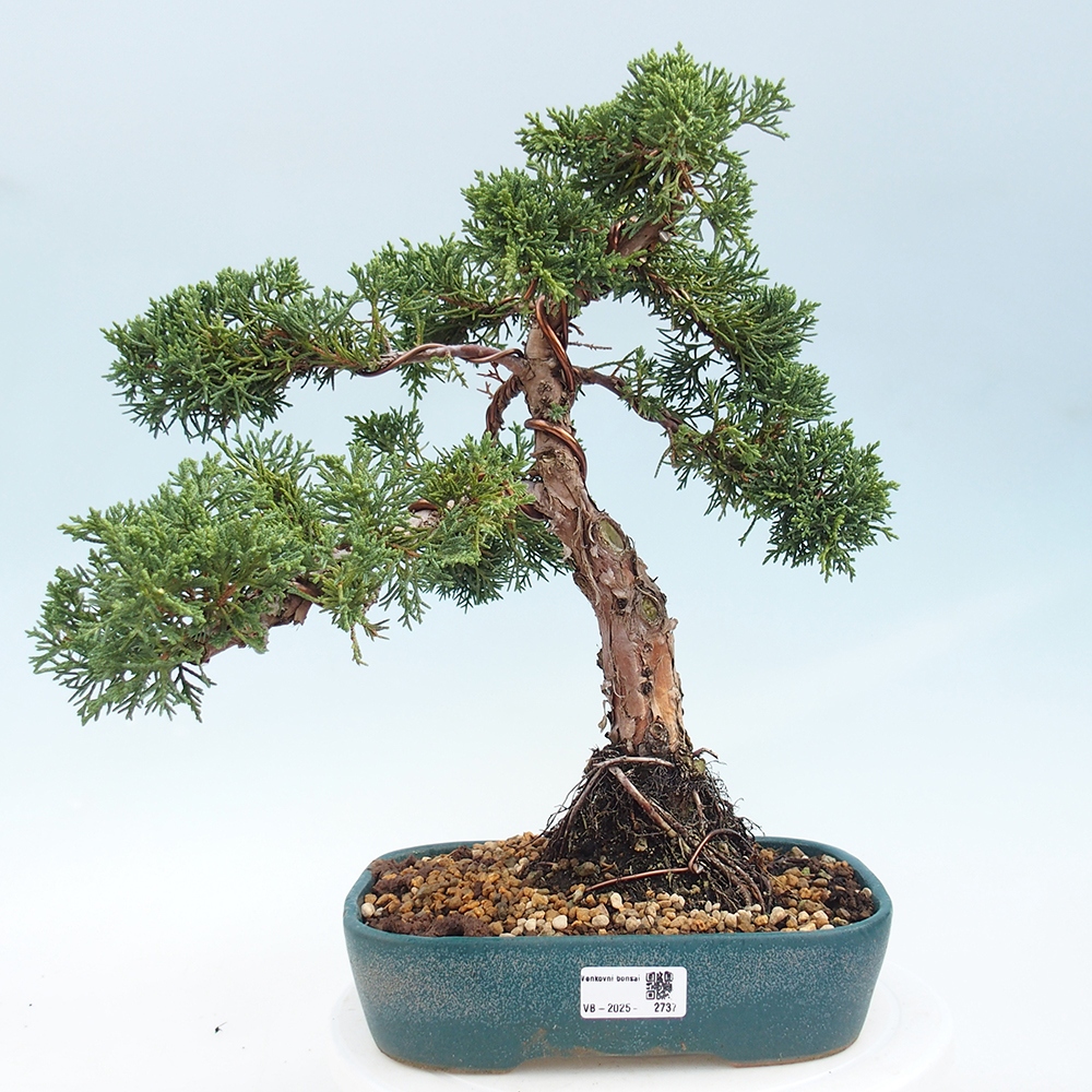 Venkovní bonsai - Juniperus chinensis Kishu -Jalovec čínský