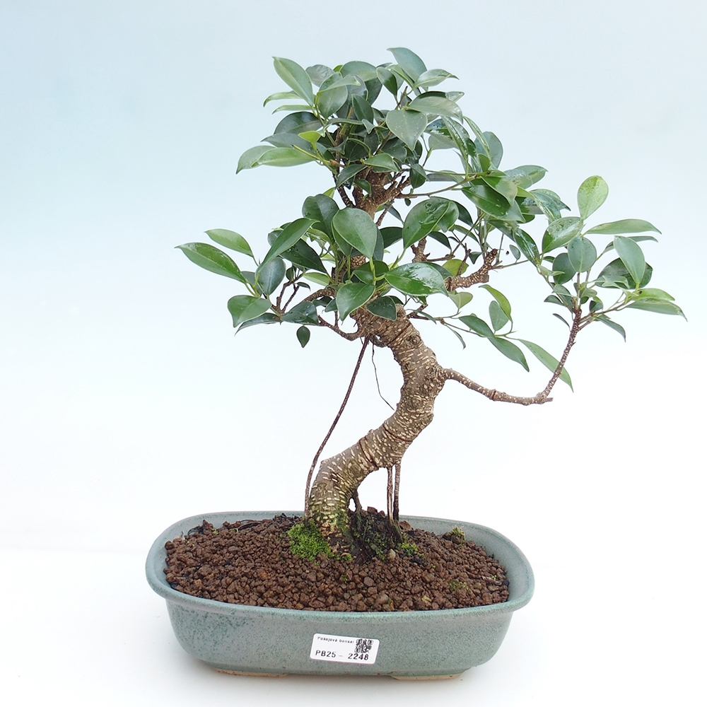 Pokojová bonsai - Ficus kimmen -  malolistý fíkus