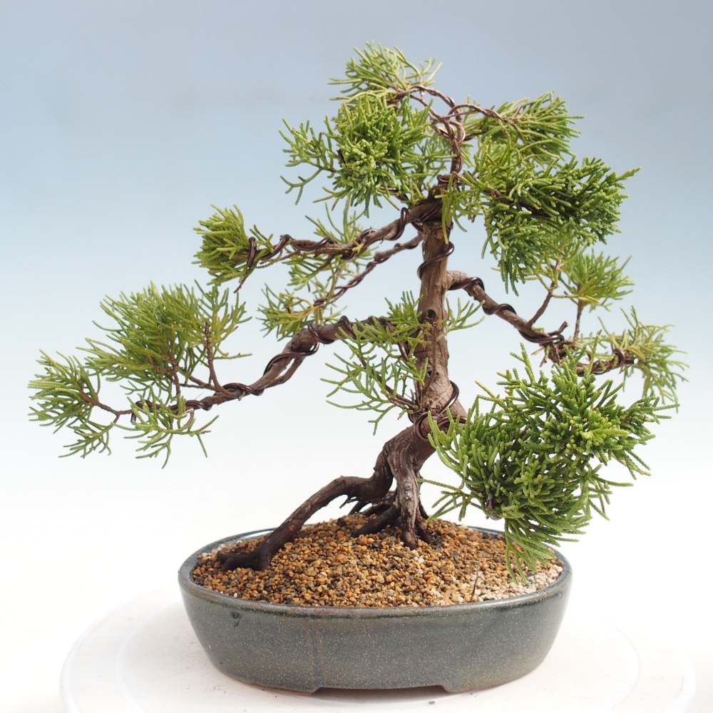 Venkovní bonsai - Juniperus chinensis Kishu -Jalovec čínský