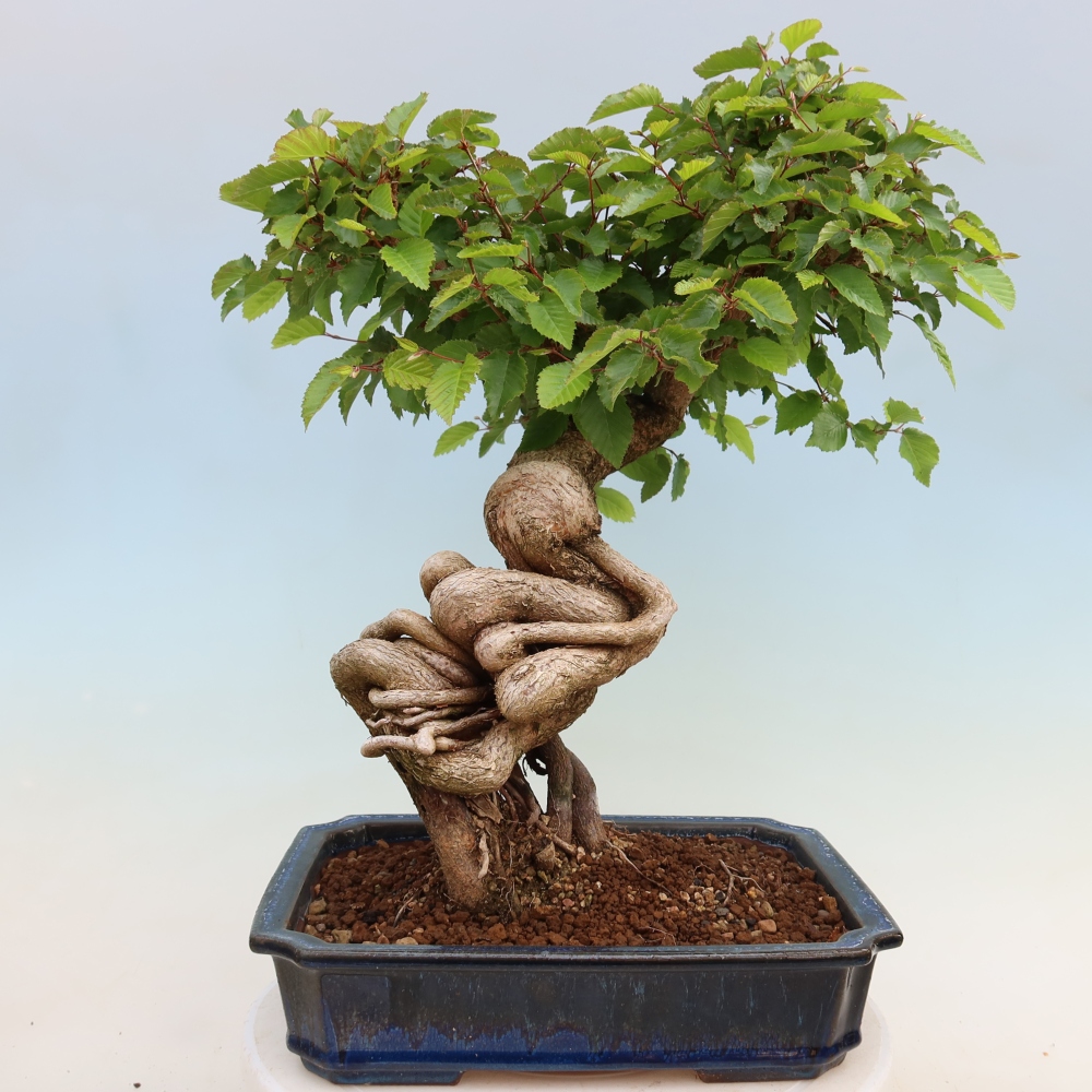 Venkovní bonsai -Carpinus Coreana - Habr korejský