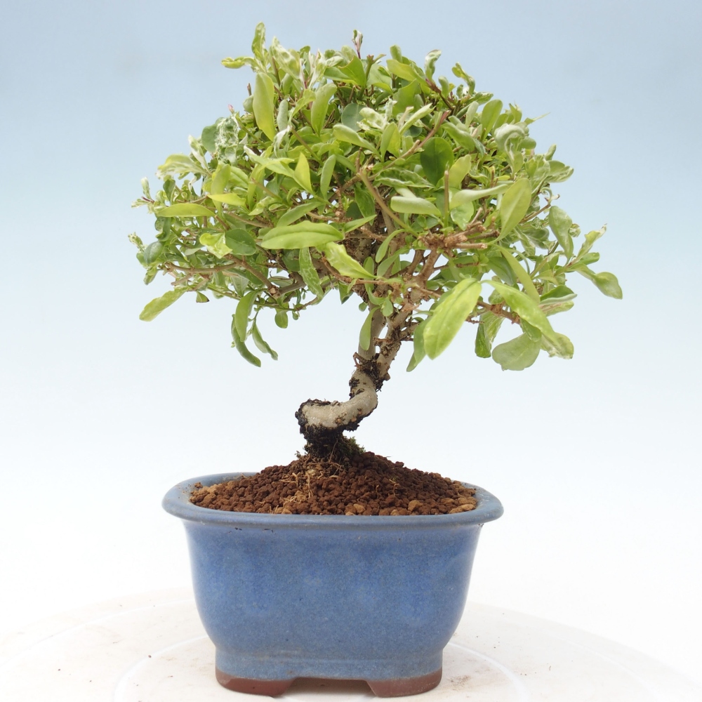 Venkovní bonsai - Ligustrum obtusifolium - Ptačí zob tupolistý