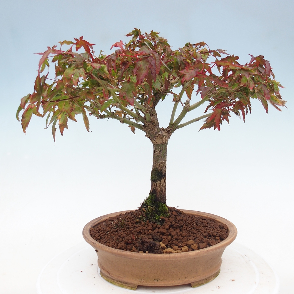 Acer palmatum KIOHIME - Javor dlanitolistý
