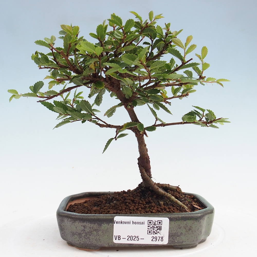 Venkovní bonsai - Ulmus parvifolia Sagei - Malolistý jilm