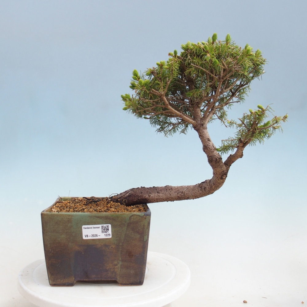 Venkovní bonsai- Smrk kulovitý - Picea glauca globe