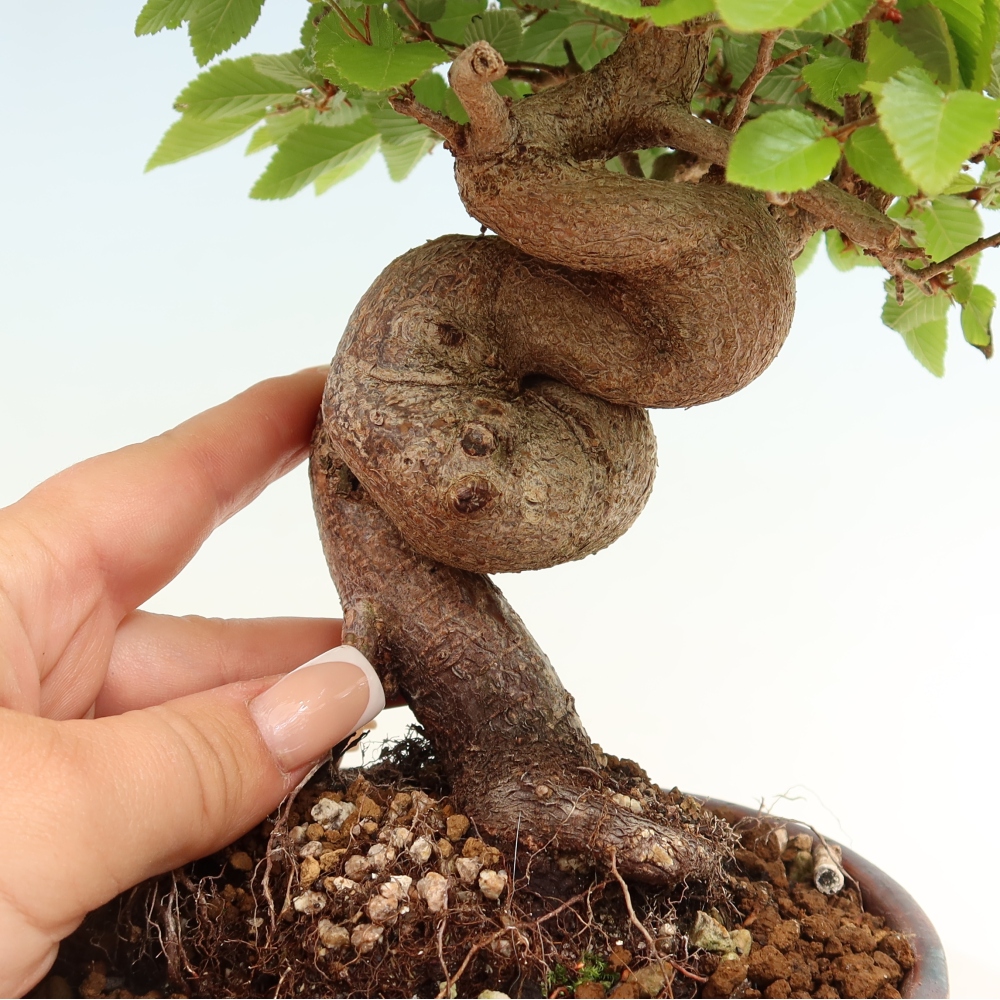 Venkovní bonsai -Carpinus coreana - Habr korejský