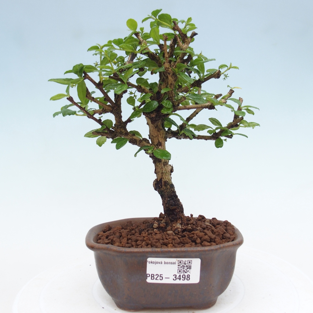 Pokojová bonsai - Carmona macrophylla - Čaj fuki
