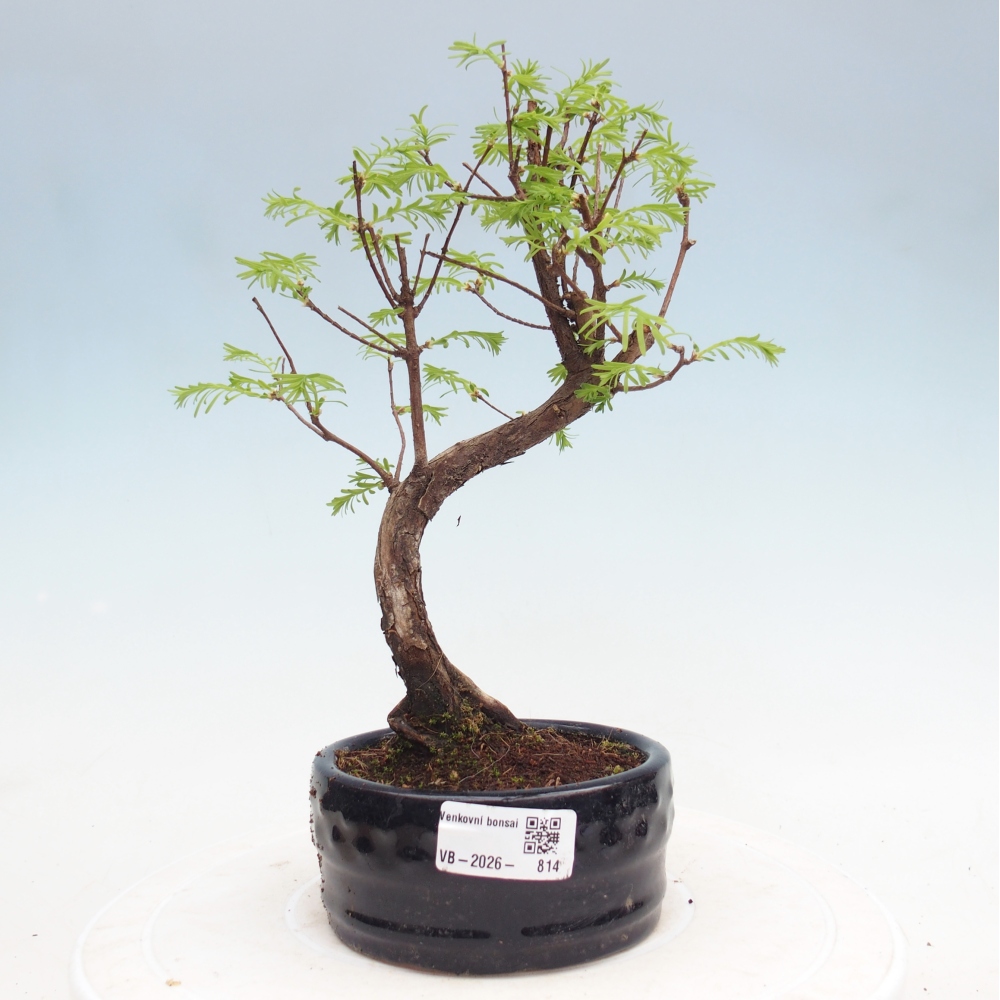 Venkovní bonsai - Metasequoia glyptostroboides - Metasekvoje čínská