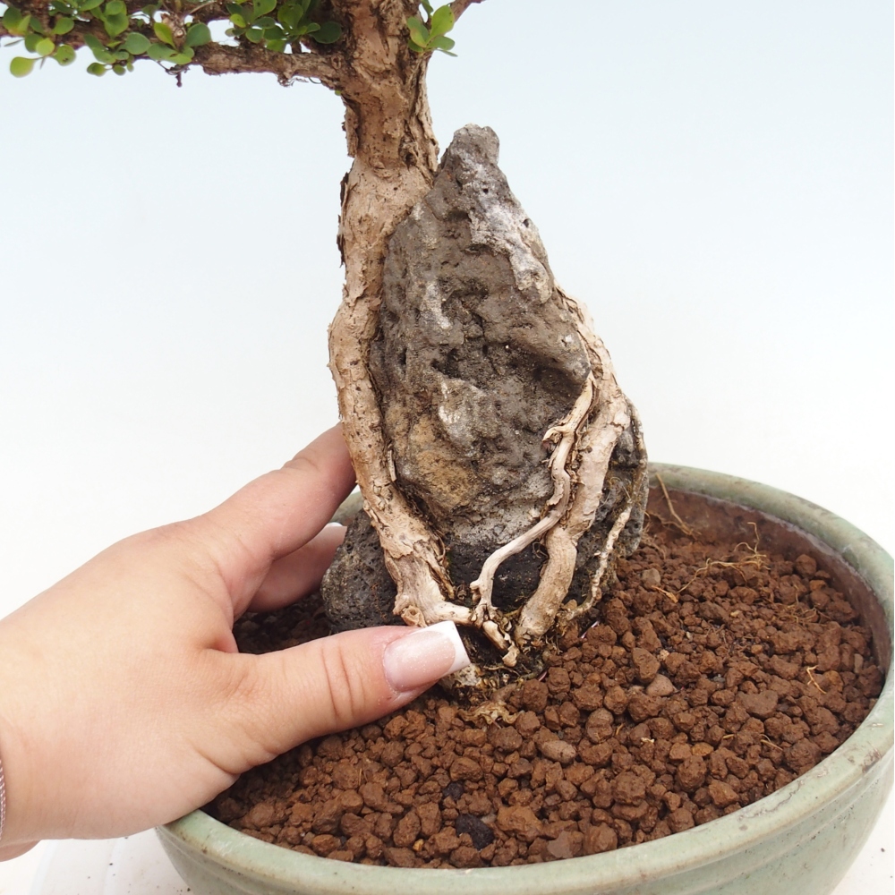 Venkovní bonsai - Berberis coreana - Dřištál korejský