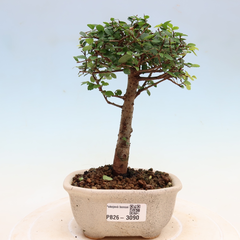 Pokojová bonsai - Ulmus parvifolia - Malolistý jilm