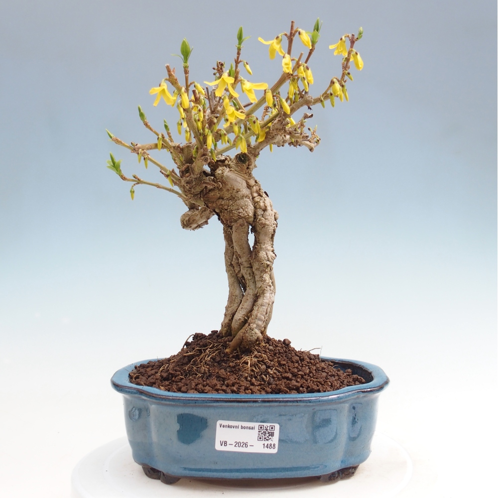 Venkovní bonsai - Zlatice - Forsythia koreana