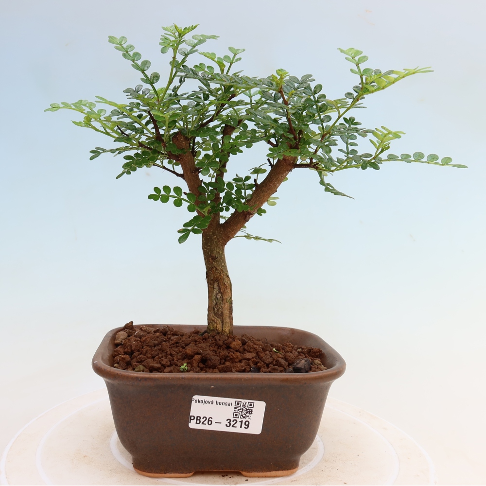 Pokojová bonsai - Zantoxylum piperitum - Pepřovník