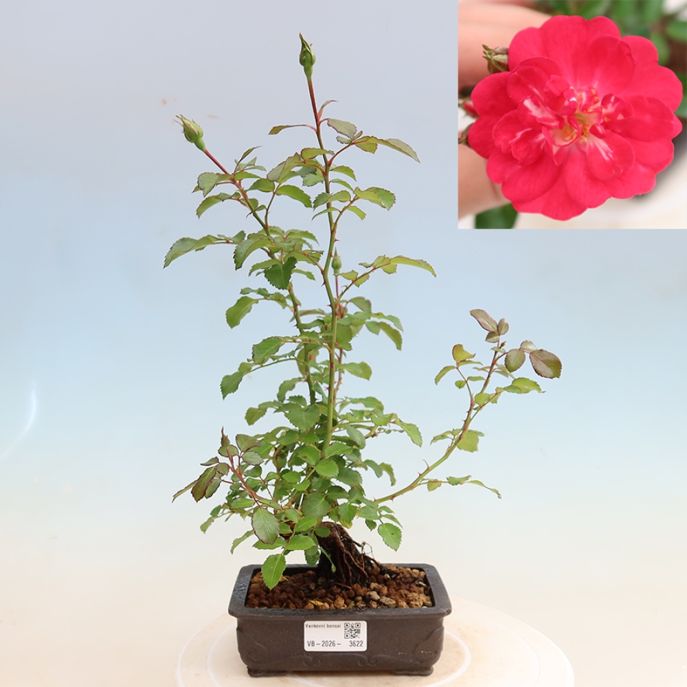 Venkovní bonsai - Rosa Kordes -  růže