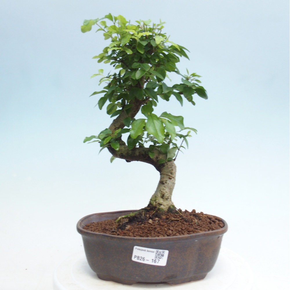 Pokojová bonsai -Ligustrum retusa - malolistý ptačí zob