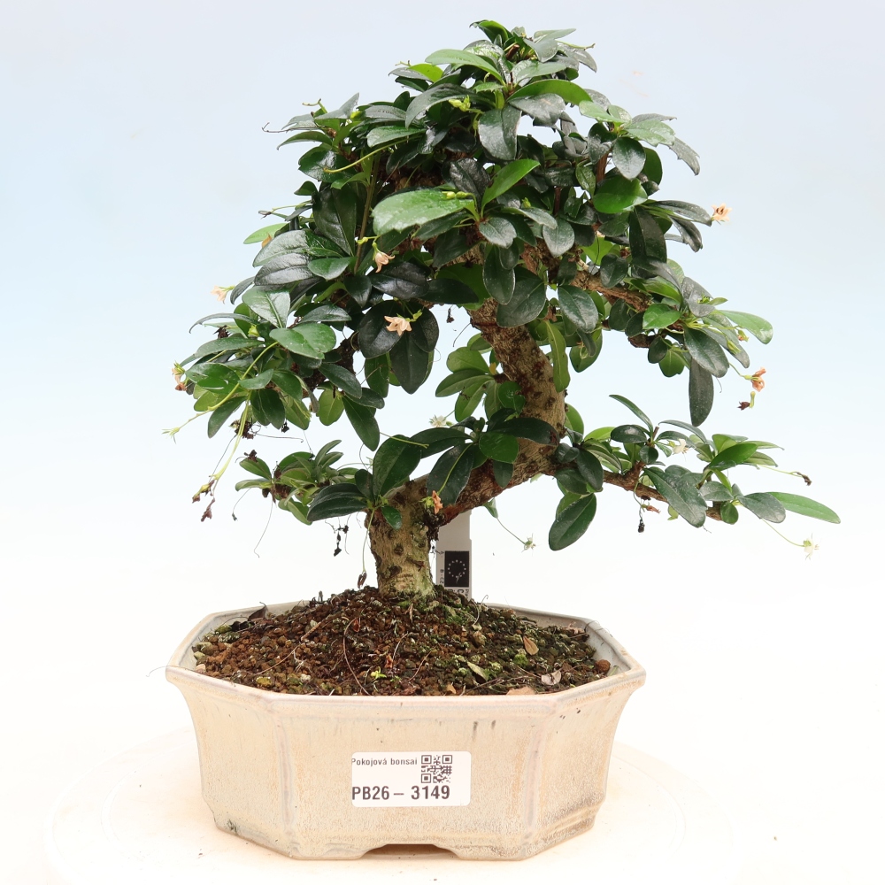 Pokojová bonsai - Carmona macrophylla - Čaj fuki