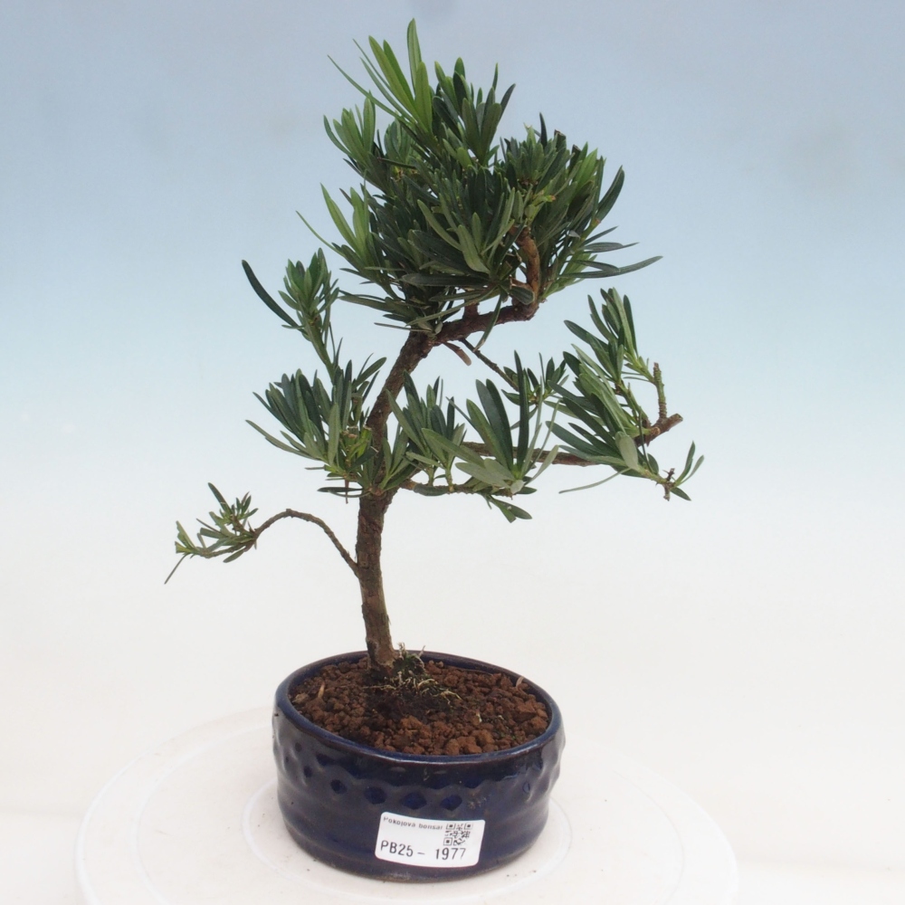 Pokojová bonsai - Podocarpus - Kamenný tis
