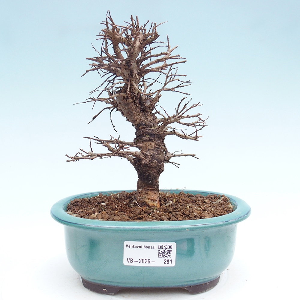 Venkovní bonsai - Zelkova - Zelkova NIRE