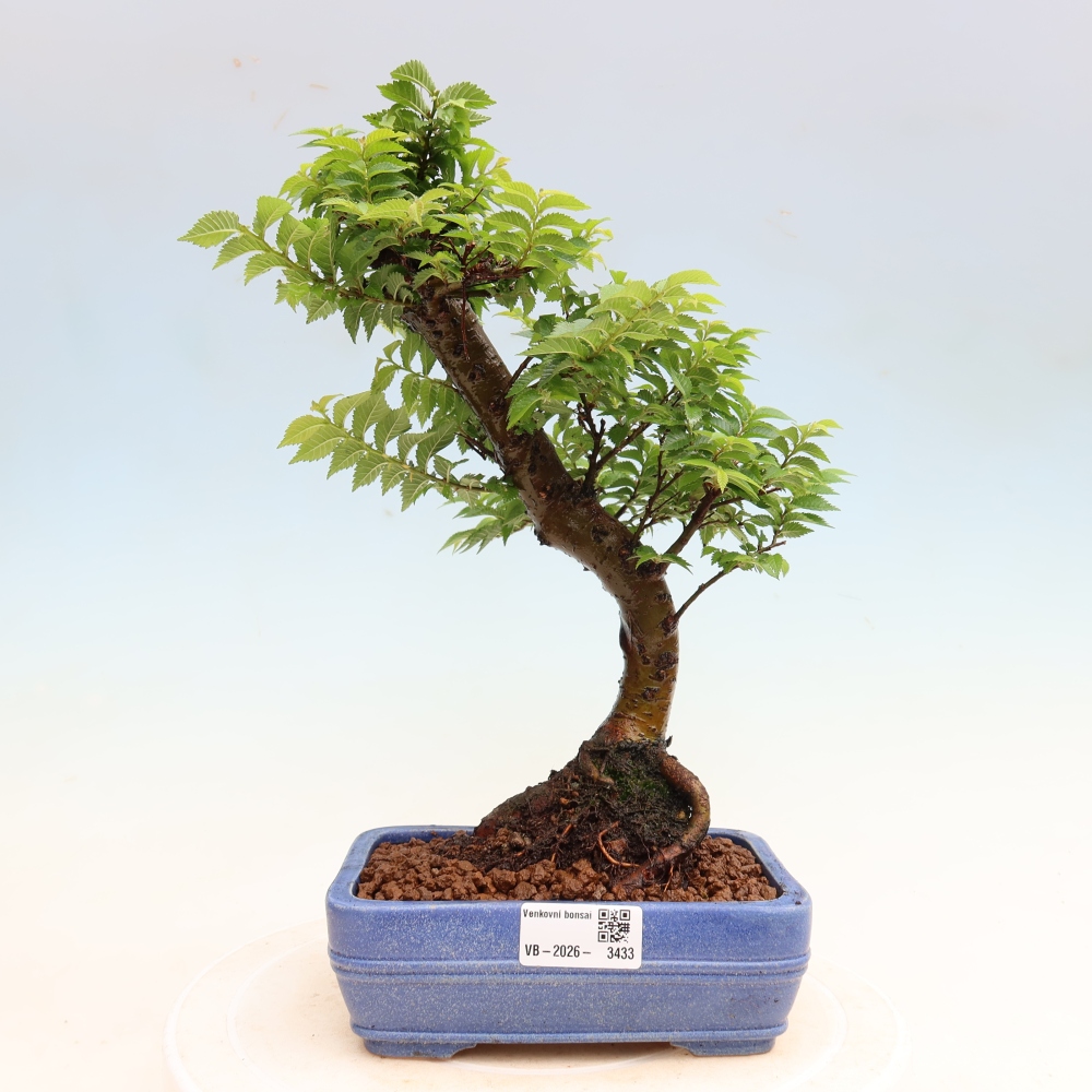 Venkovní bonsai - Ulmus Jacqueline Hillier - Jilm nádherný