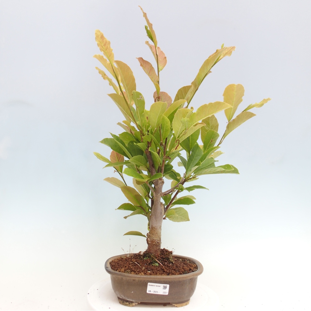 Venkovní bonsai - Magnolia loebneri merrill  -  Magnolie